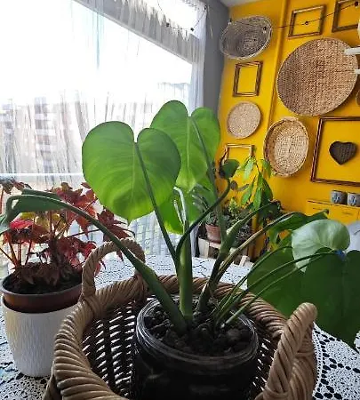 Vogue Apartment *